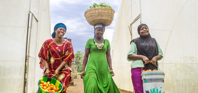 Mabinty, Yarie and Mariama (L-R) with their harvest of tomatoes and peppers on the farm at Tawuya, run by and for local unemployed and underemployed young people. 
