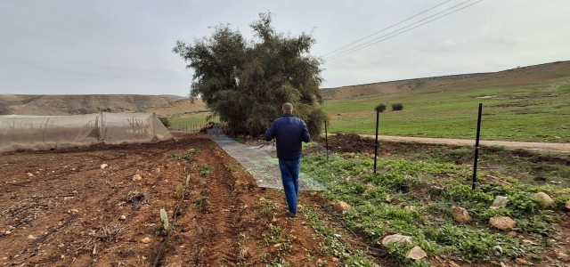 A Palestinian farmer tends to his farm in the Jordan Valley