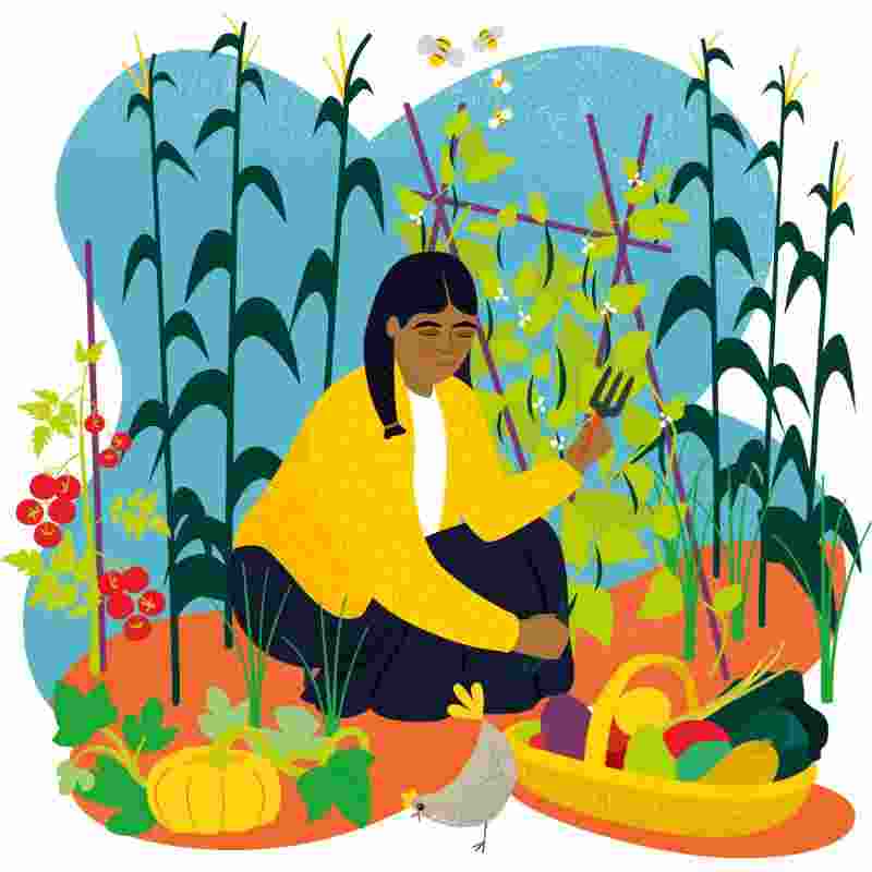 Vegetable garden